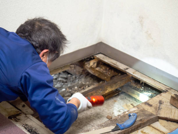 Best Fast Mold Removal  in St Elmo, IL