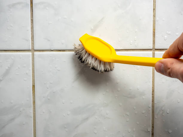 Professional Mold Removal in St Elmo, IL