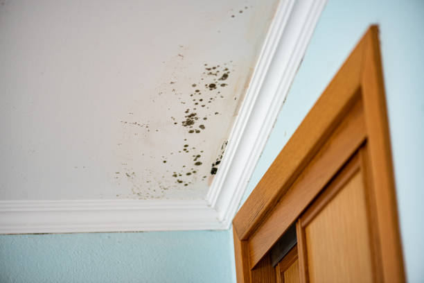 Best Home Mold Removal  in St Elmo, IL