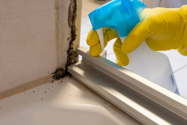Best Mold Testing  in St Elmo, IL