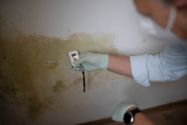Best Local Mold Removal Service  in St Elmo, IL