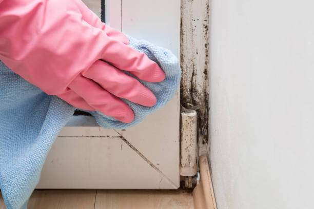 Best Best Mold Removal Companies  in St Elmo, IL